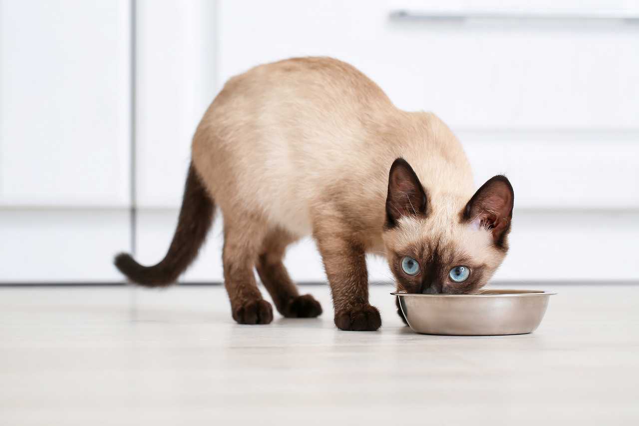 猫が食べてはいけない食べ物