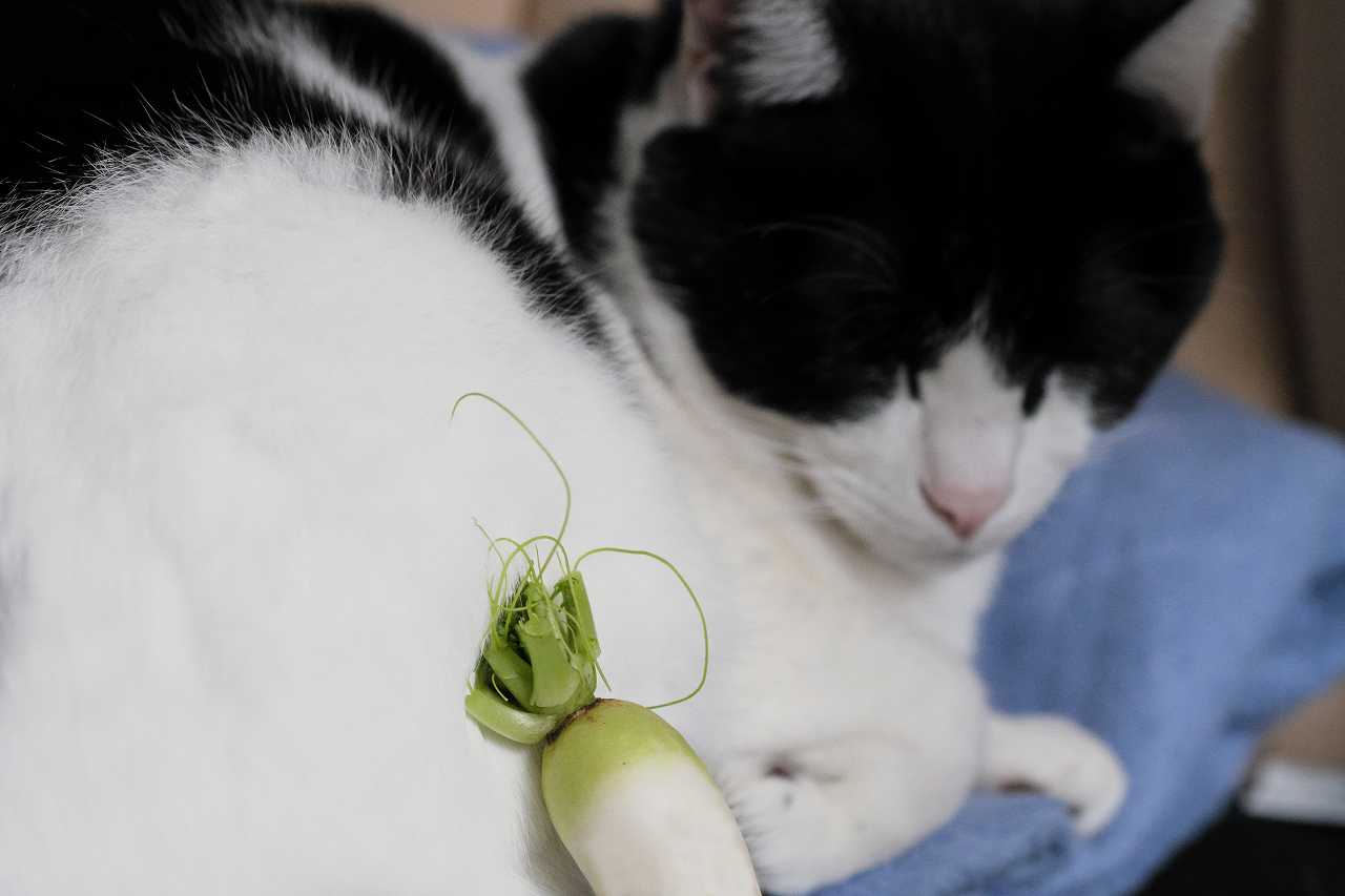 猫に大根を与えても大丈夫か