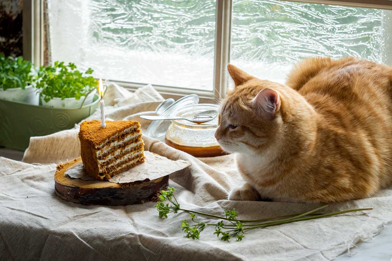 猫にとって理想の食事とは