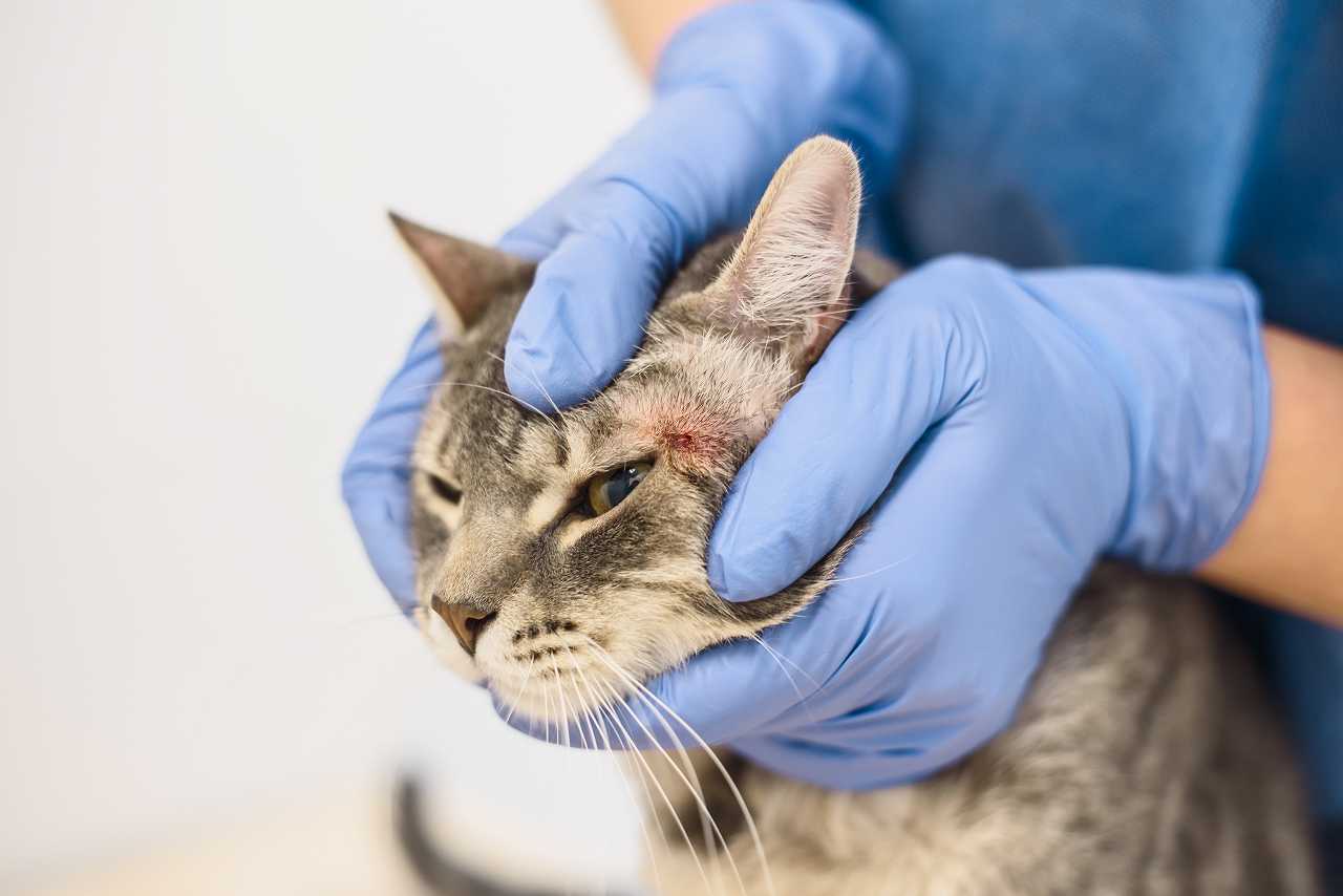 猫の粟粒性皮膚炎とはどのような病気か