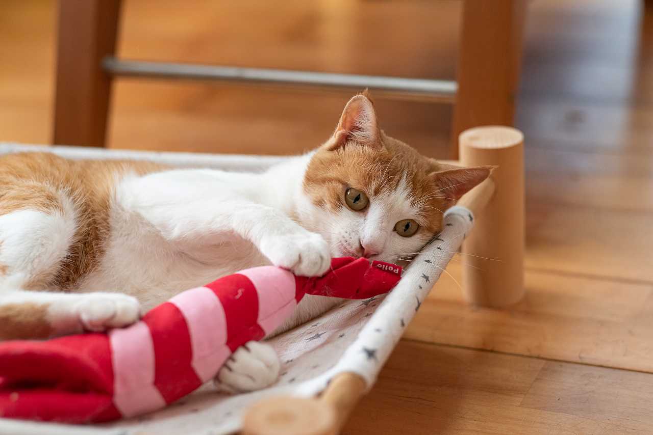 猫の元気がない時の対処