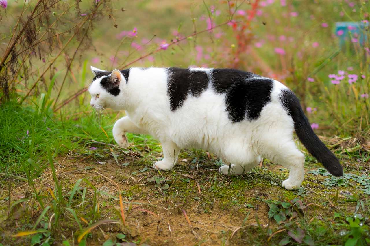 猫のルーズスキンとは