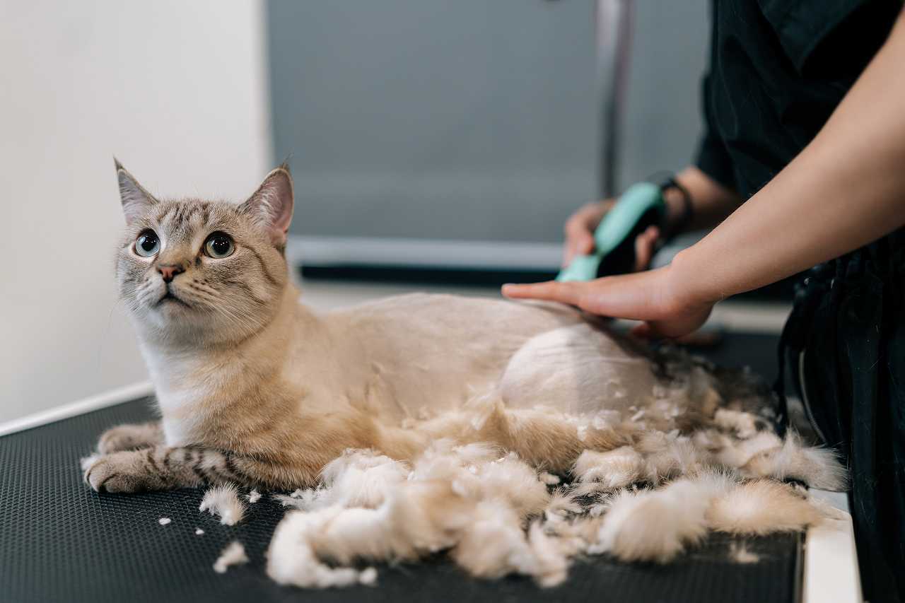 猫用バリカンを選ぶコツ