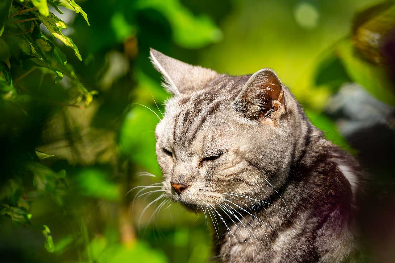 猫の認知症