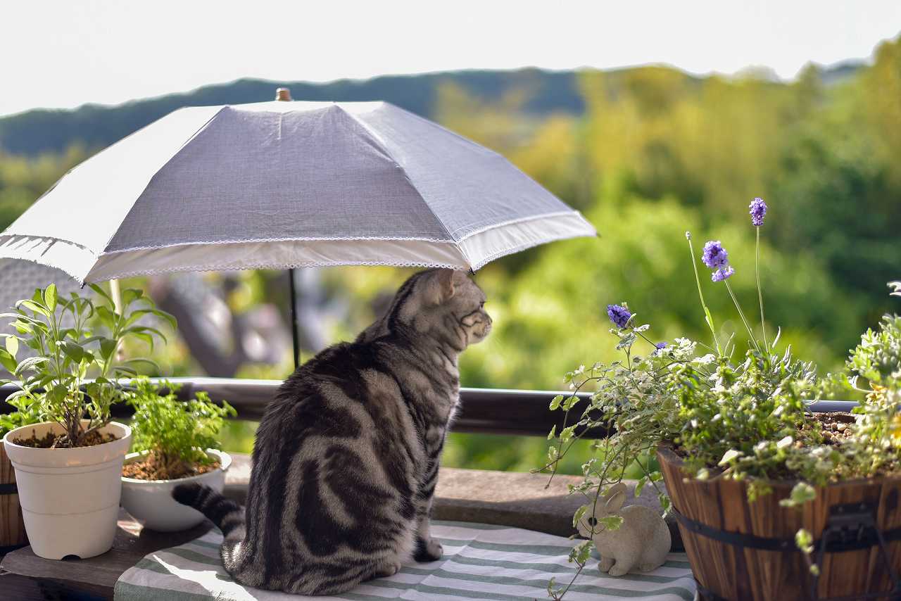 猫をベランダに出す危険性