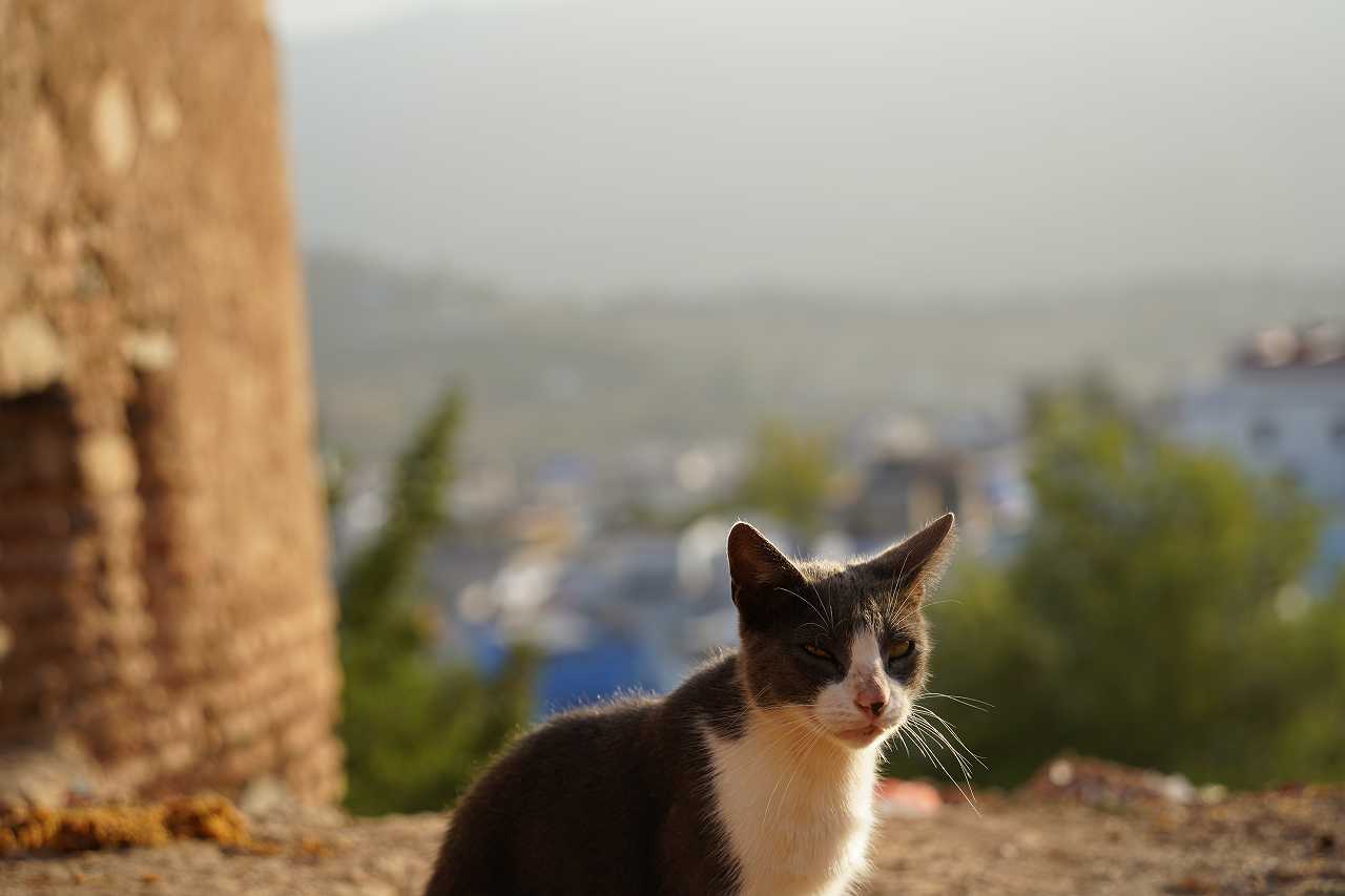 猫が脱走しやすい理由