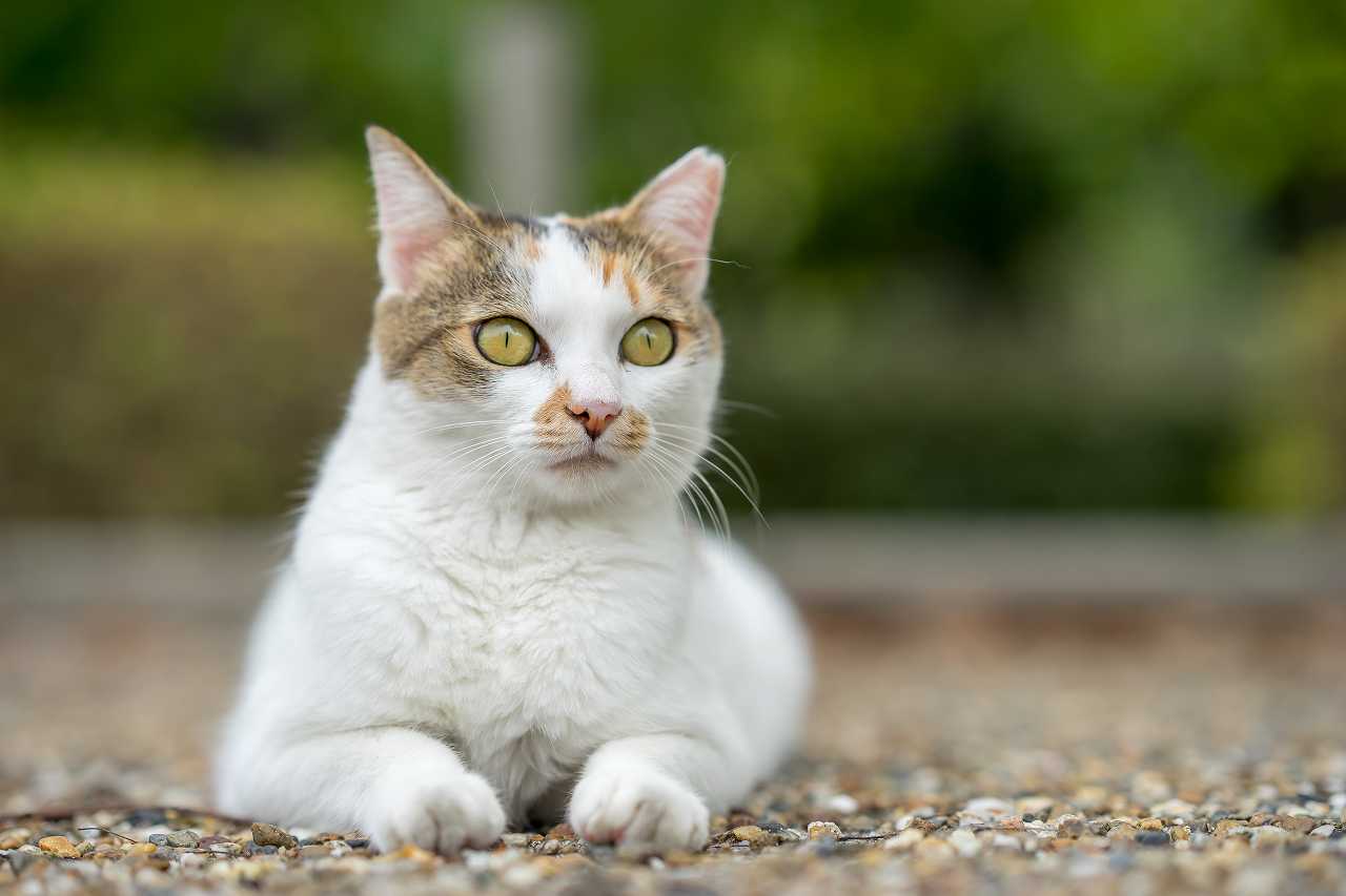 生後9か月の猫の体重