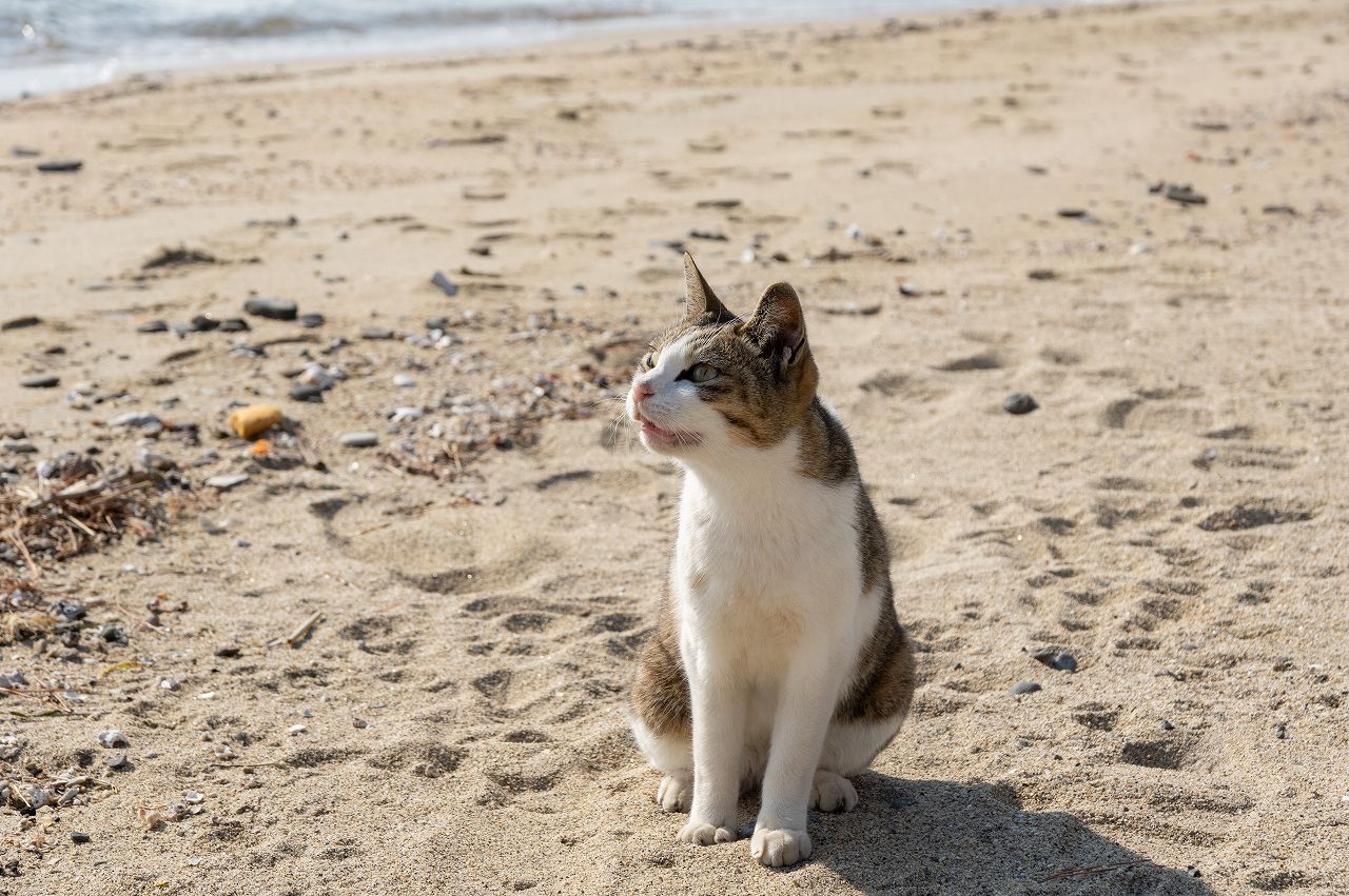 猫の座り方