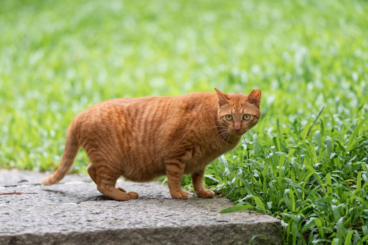 猫の妊娠と出産の流れ