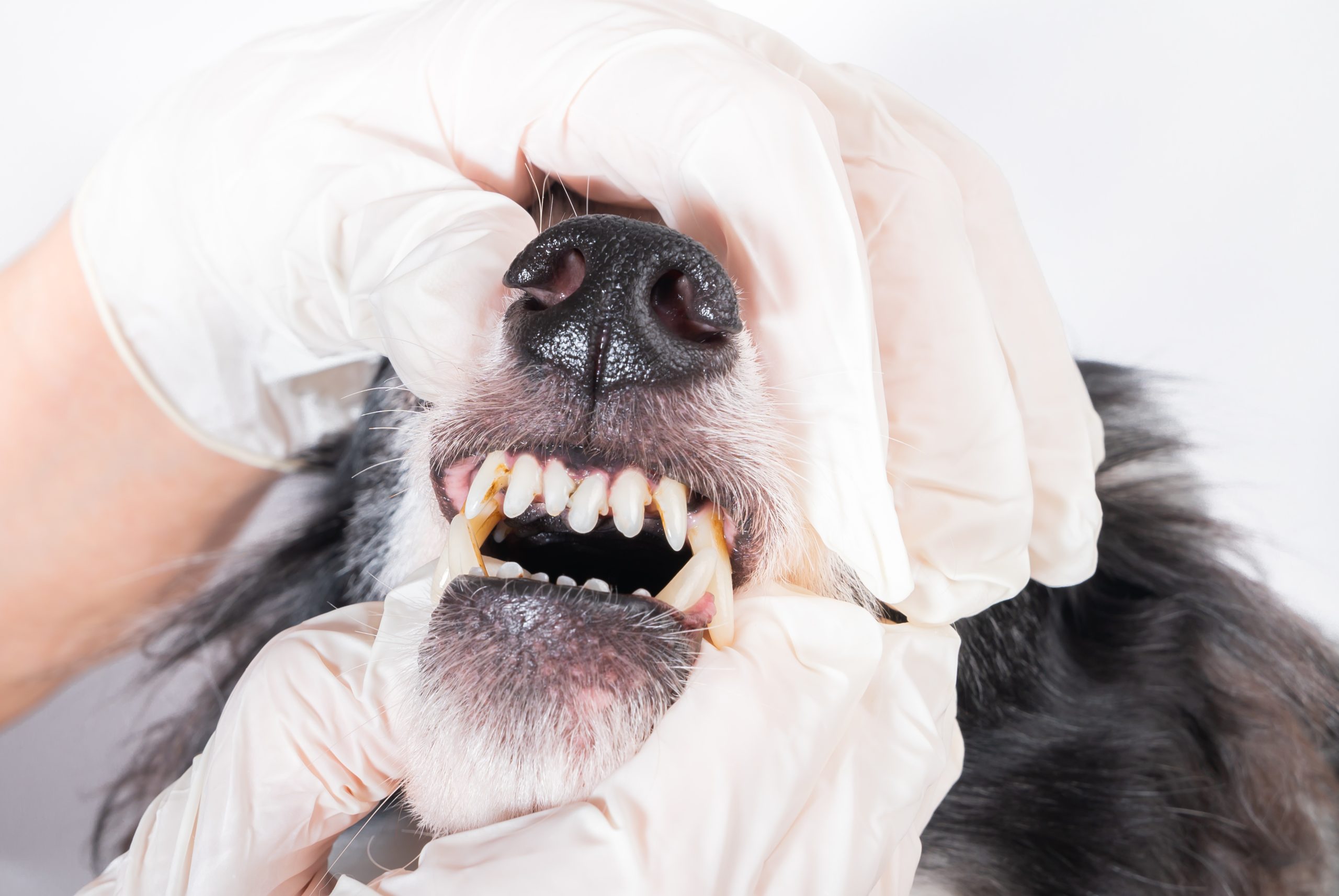 Canine_periodontal_disease