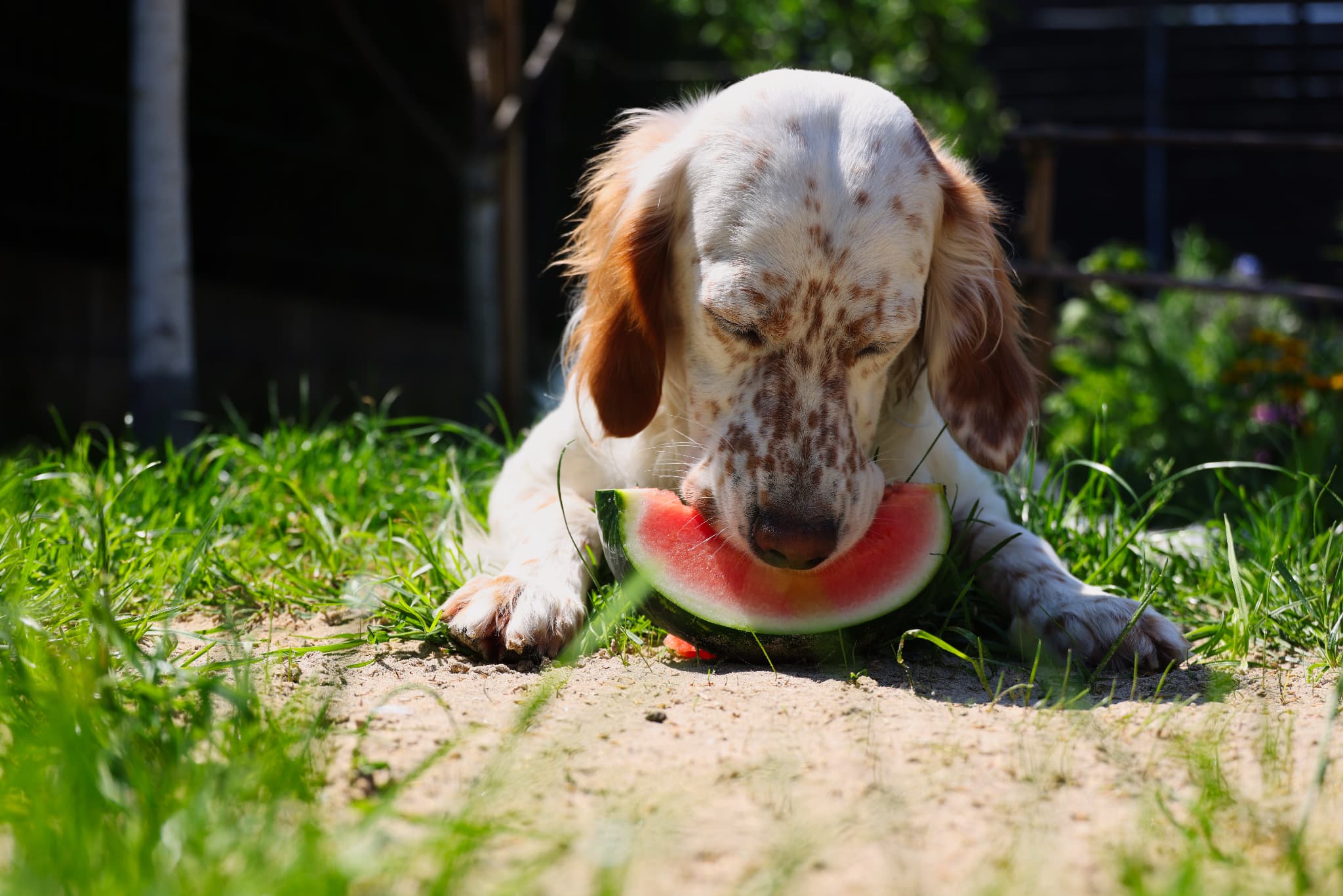 Dog_Melon