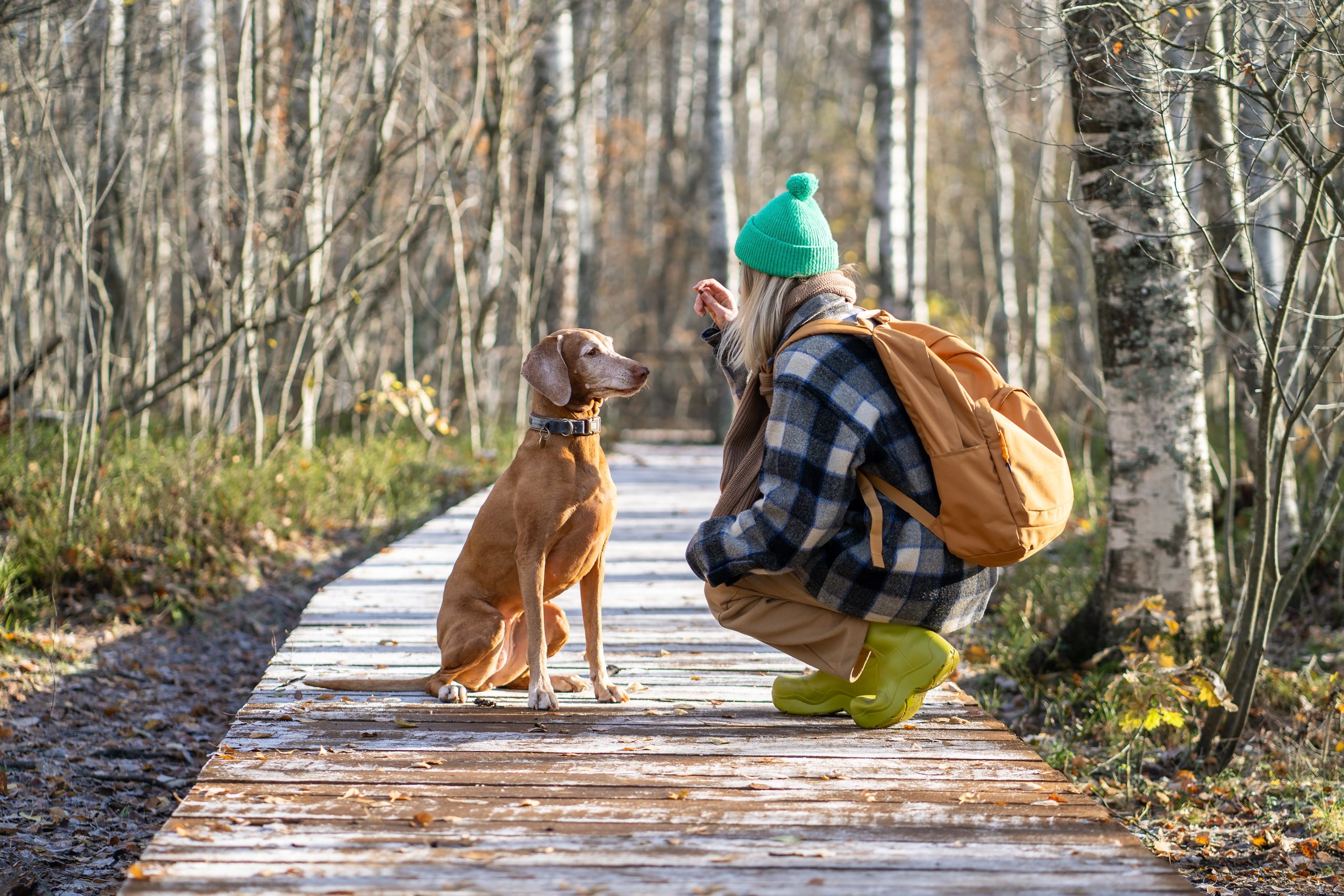 Dog_Walking_Not_Walking