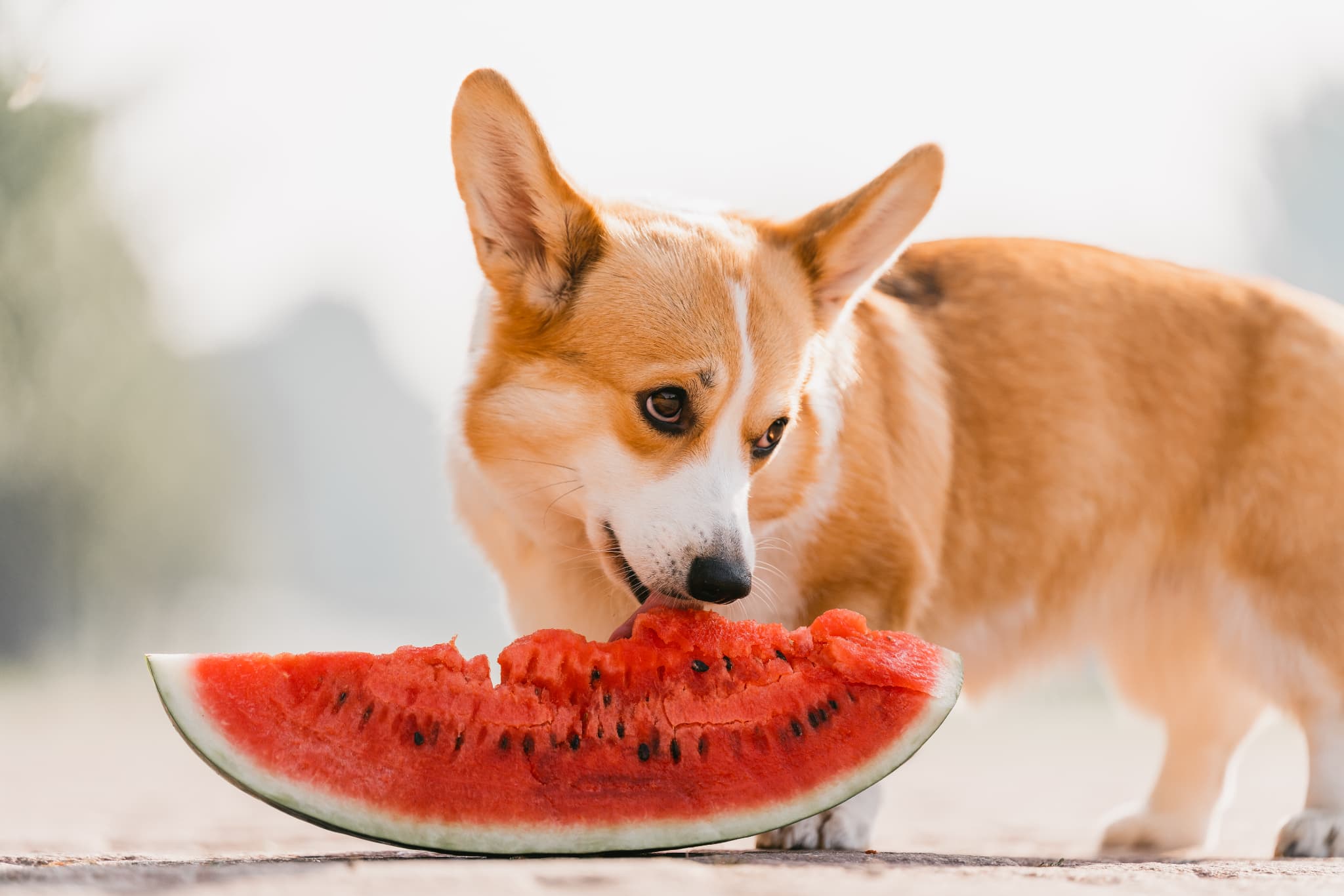 Dog_Watermelon