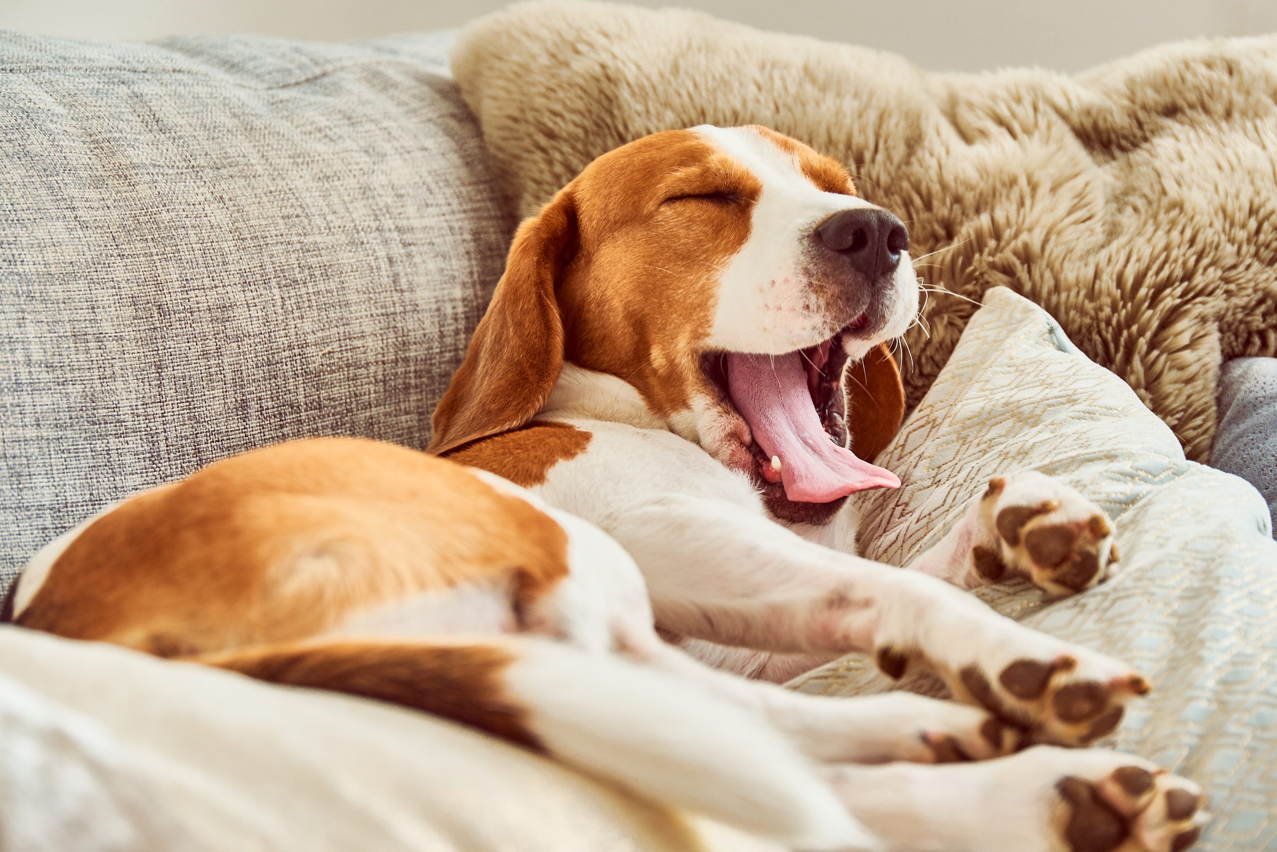 dog_yawn