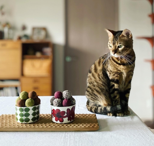 猫にチョコレートを与えるのは危険3