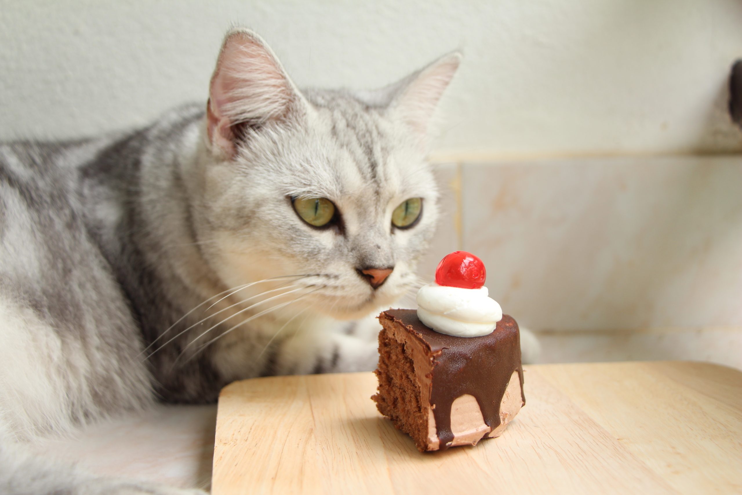 猫にチョコレートを与えるのは危険7