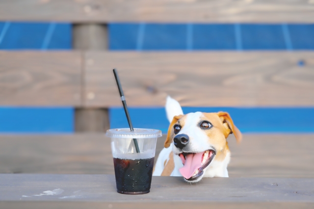 犬にコーヒーを飲ませたらダメ