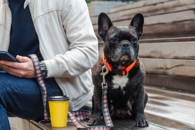 犬にコーヒーを飲ませたらダメ2