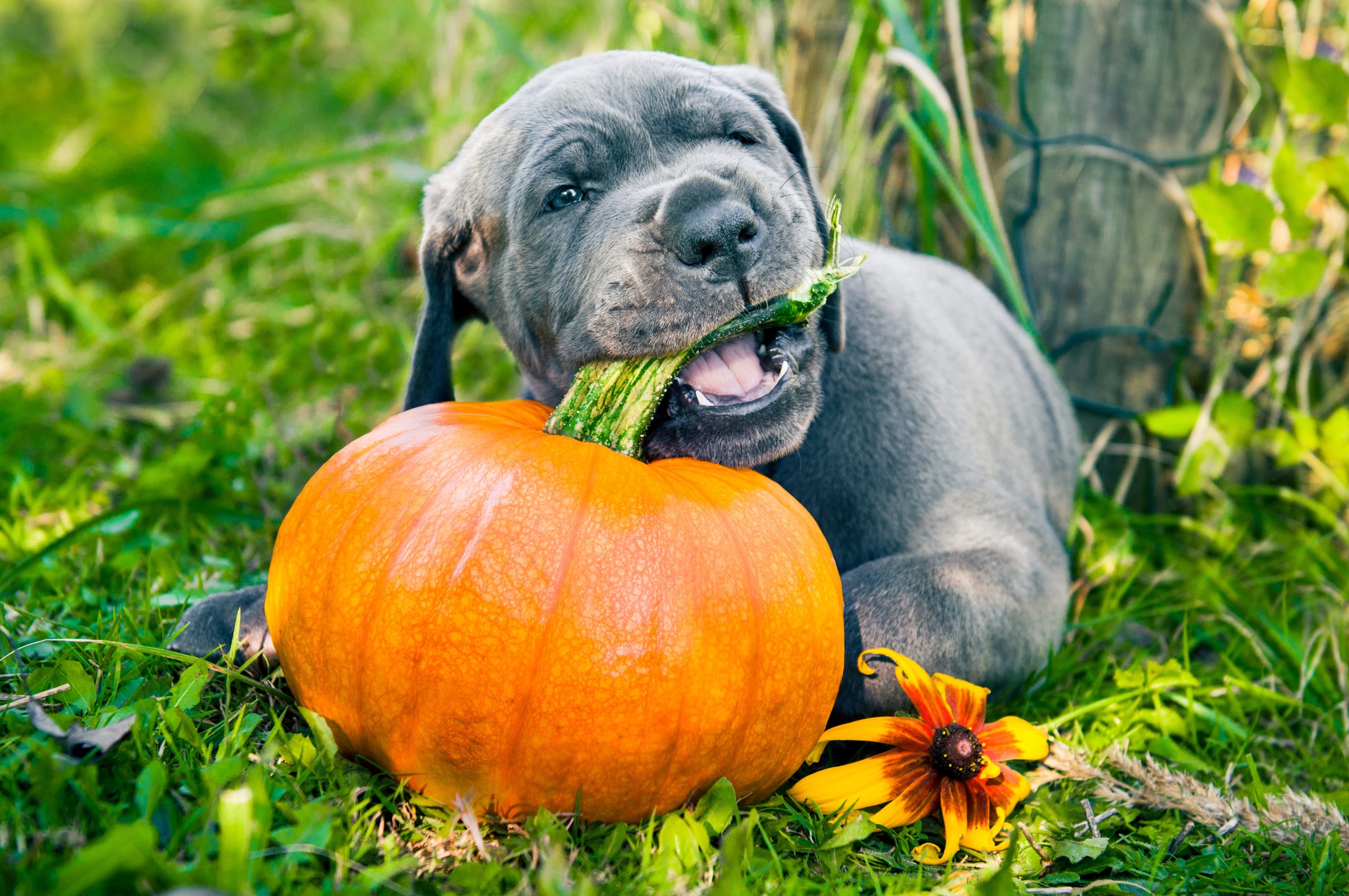 Dog_Pumpkin