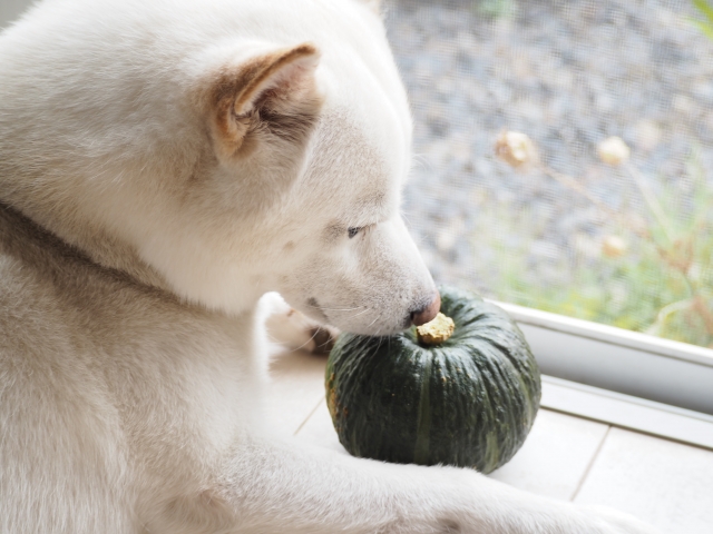 犬はかぼちゃを食べても良い？2