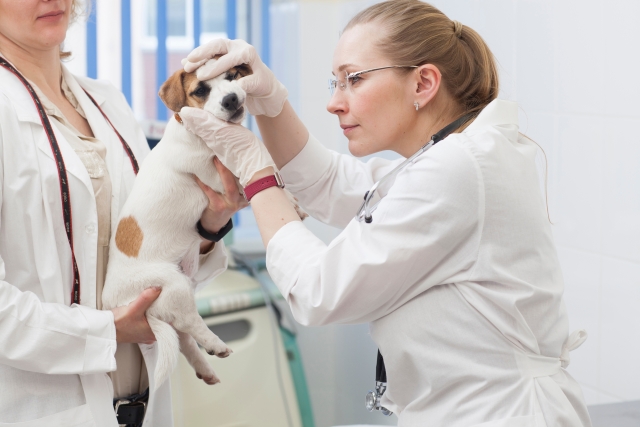 犬の歯石が原因で歯周病に