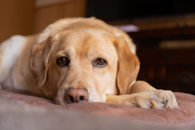 犬が痙攣（けいれん）を起こしたら？4