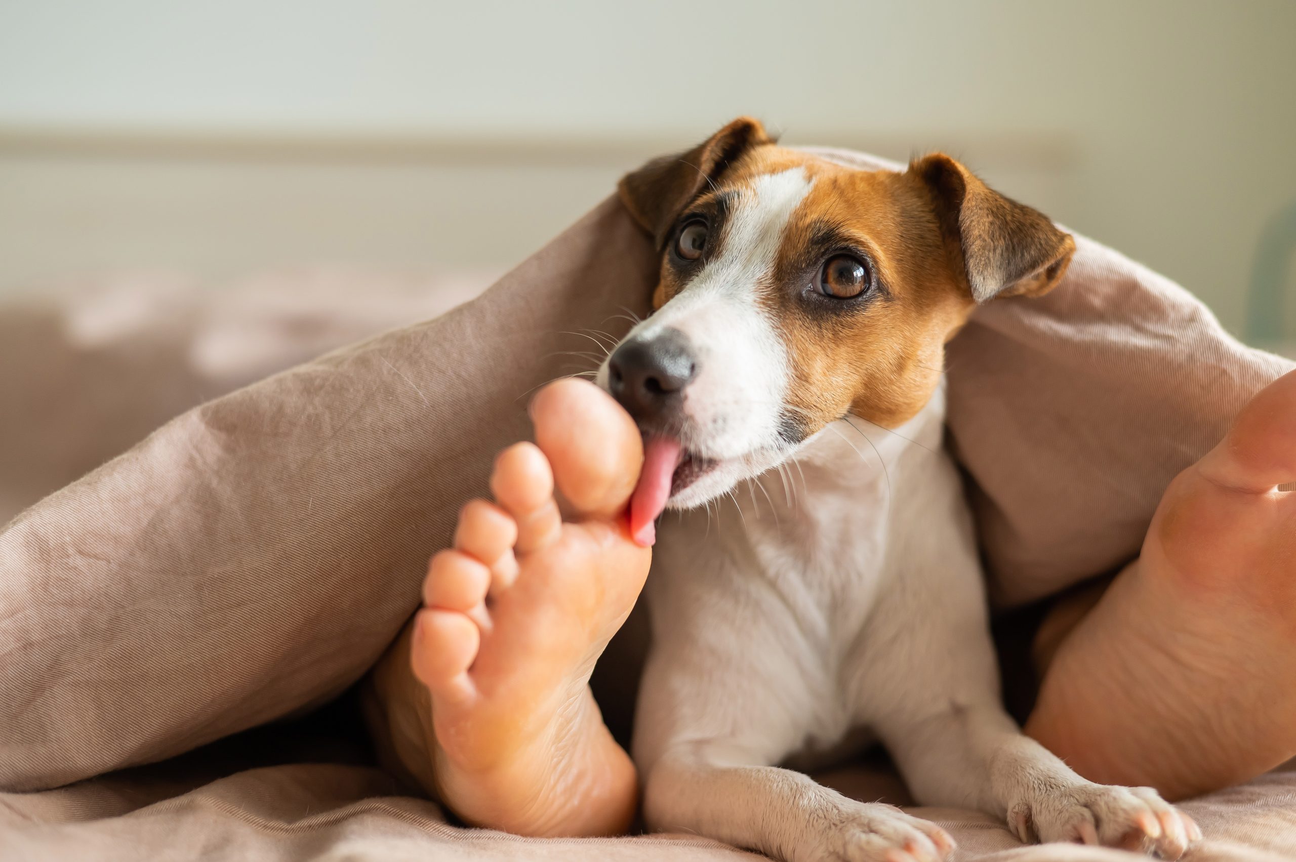 Dog_licking_feet_Owner