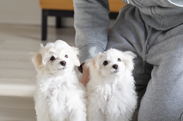 犬を飼うんじゃなかったと後悔しないために！