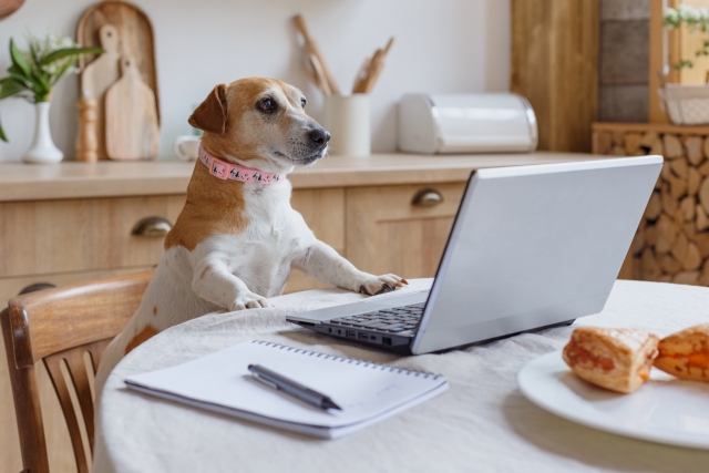 犬を飼うんじゃなかったと後悔しないために！4