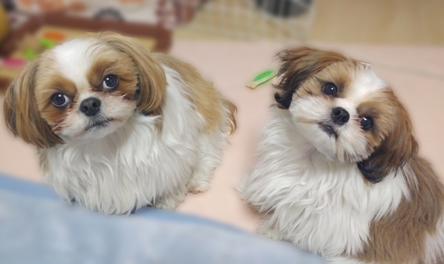 犬がうれしょんをするのはどんな時？3